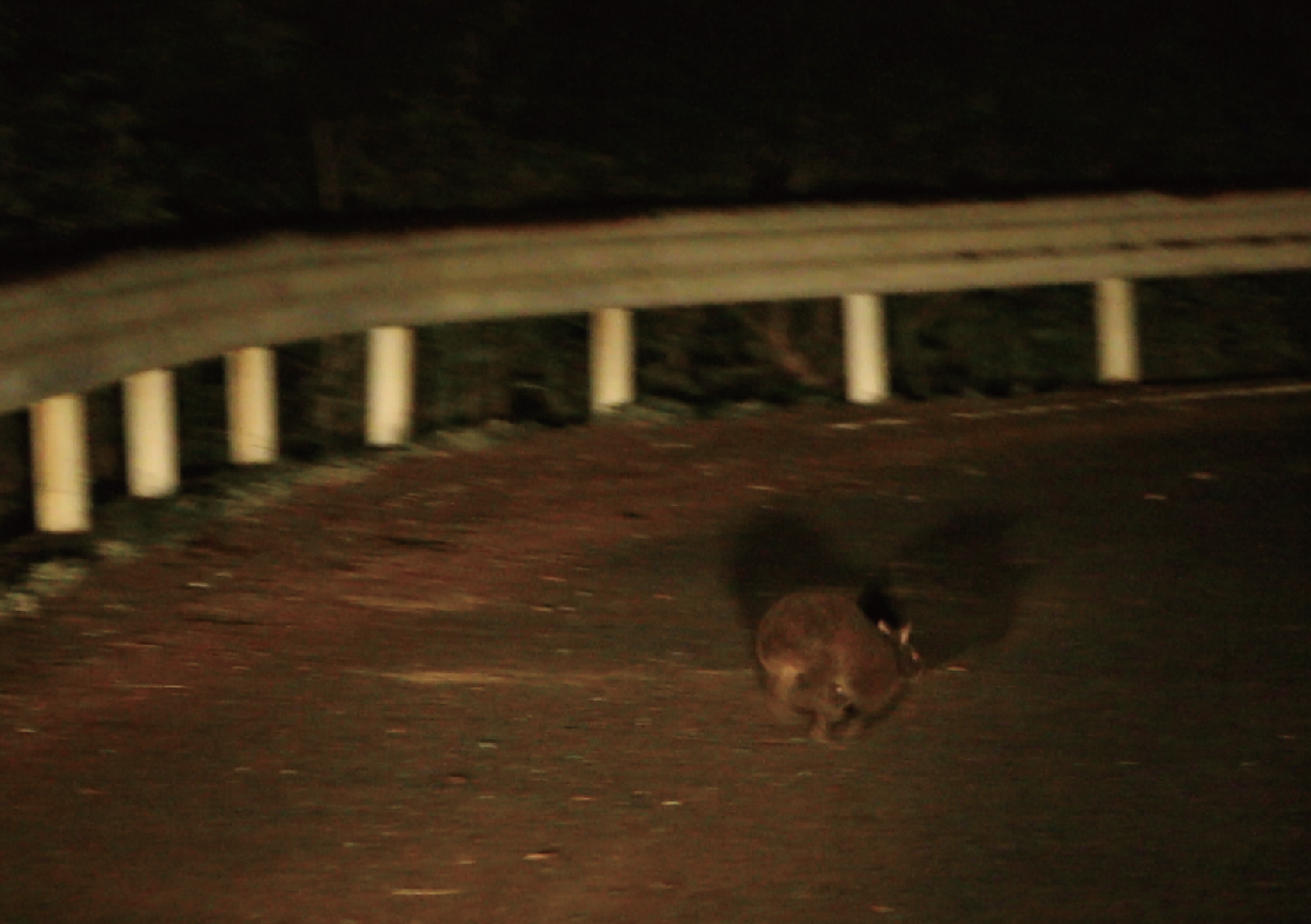 アマミノクロウサギ