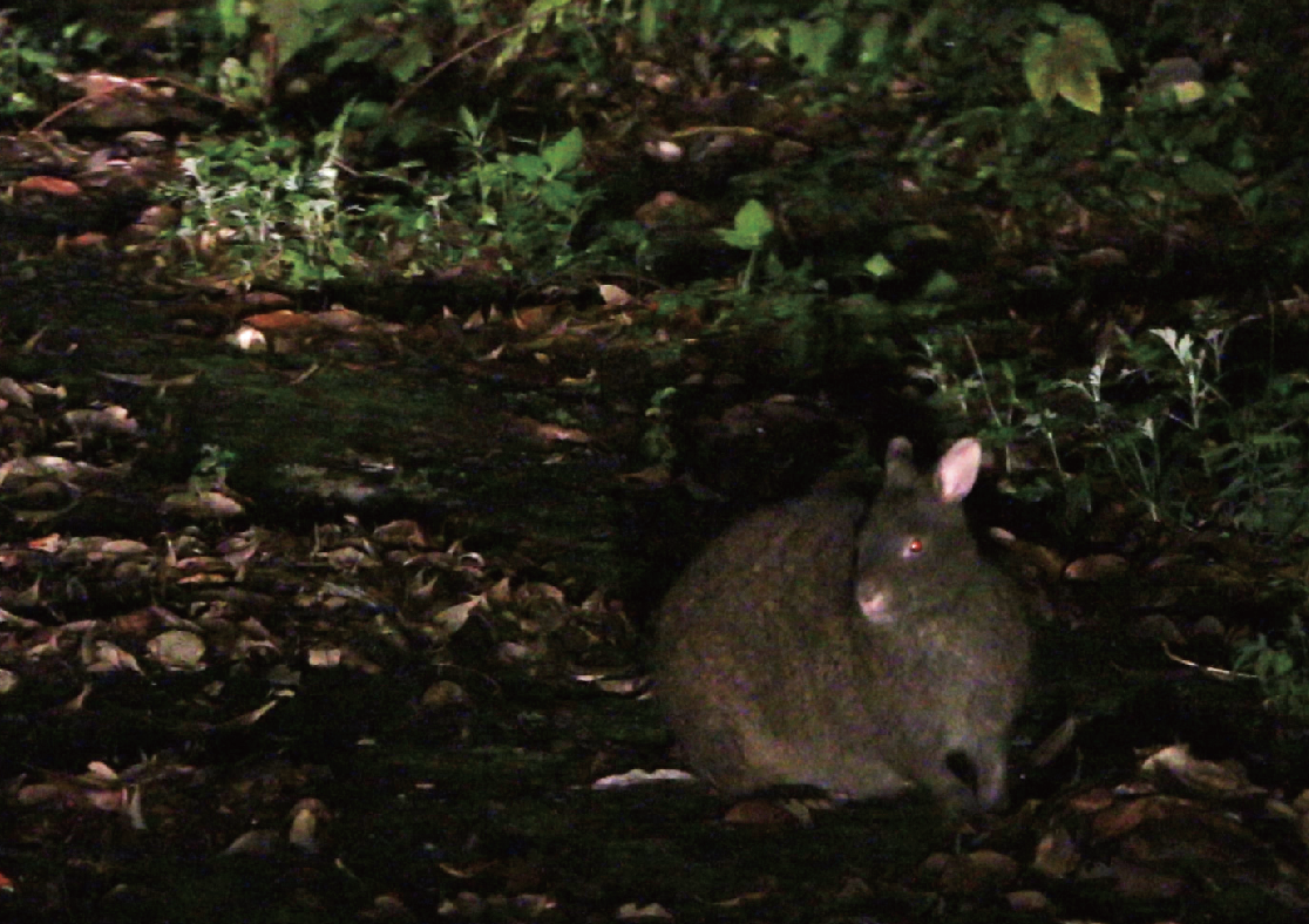 アマミノクロウサギ