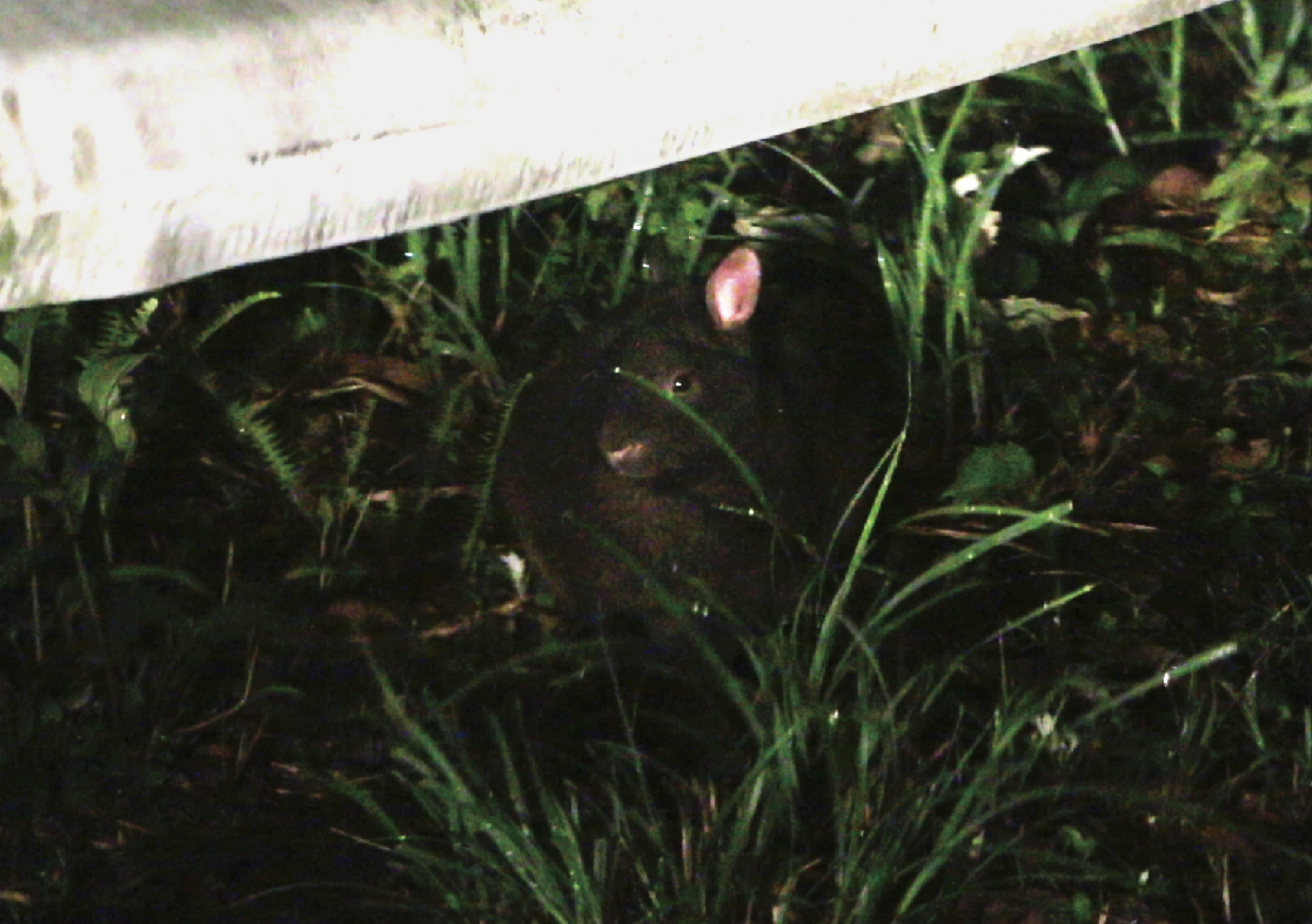 アマミノクロウサギ